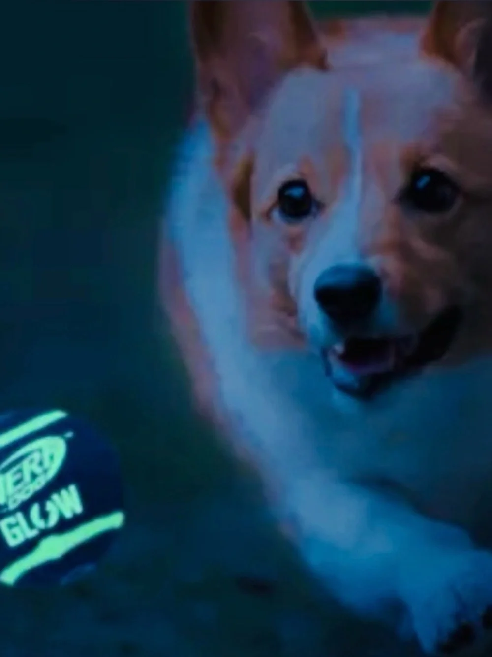 Nerf Dog™ Glow Squeak Bubble Bone, Nerf Dog Glow Football & Nerf Dog Glow Balls